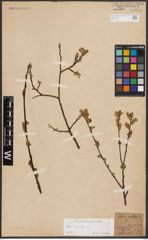 Foto von Salix aurita L.